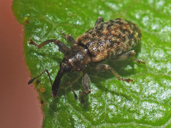 Dorytomus taeniatus