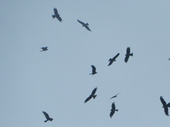 Milvus migrans