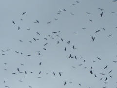 Milvus migrans