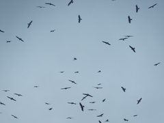 Milvus migrans