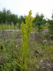 Solidago uliginosa peracuta