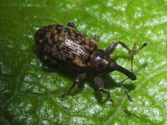 Dorytomus taeniatus