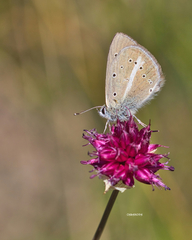 Polyommatus ripartii