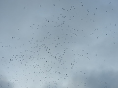 Milvus migrans