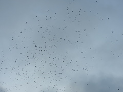 Milvus migrans
