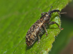 Dorytomus taeniatus