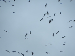 Milvus migrans