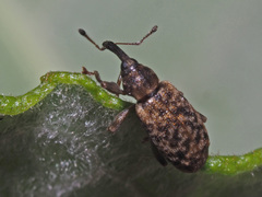 Dorytomus taeniatus