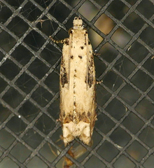 Epiblema chromata