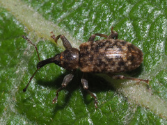 Dorytomus taeniatus