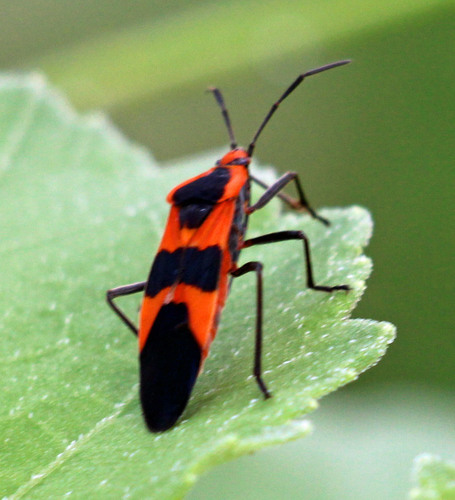 Large Milkweed Bug photographed in Texas