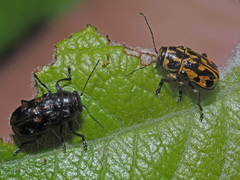 Pachybrachis sinuatus