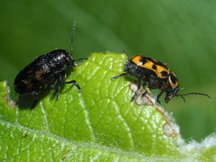 Pachybrachis sinuatus