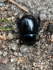 Anoplotrupes