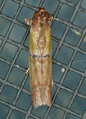 Atheloca subrufella