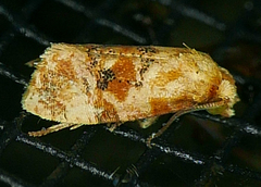 Cochylis bucera