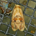 Cochylis bucera - Photo (c) Monica Krancevic,  זכויות יוצרים חלקיות (CC BY-NC)