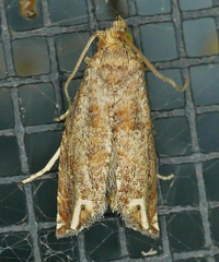 Epiblema abruptana