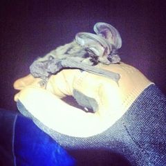 Idionycteris phyllotis