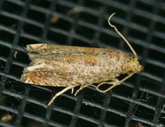 Epiblema abruptana