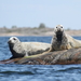 Baltic Grey Seal - Photo (c) Mikael Nyman, some rights reserved (CC BY-NC), uploaded by Mikael Nyman