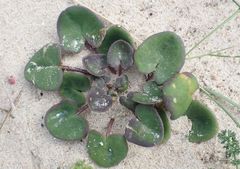 Cochlearia danica