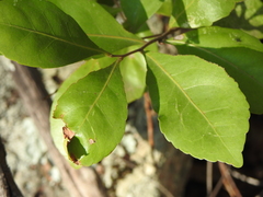 Elaeocarpus obovatus