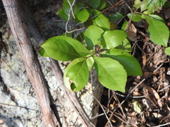 Elaeocarpus obovatus