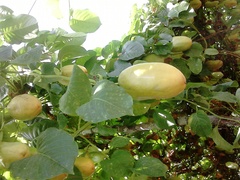 Passiflora quadrangularis