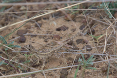 Sitana ponticeriana