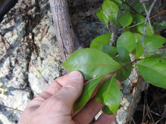 Elaeocarpus obovatus