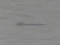 Alligator mississippiensis