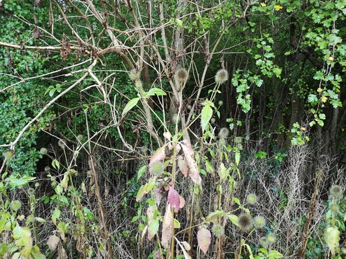 Dipsacus strigosus (Dipsacus strigosus)