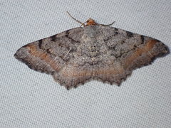 Macaria adonis