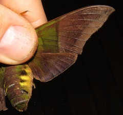 Oryba achemenides