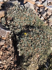 Potentilla holmgrenii