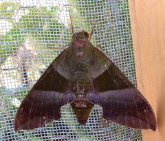 Oryba achemenides