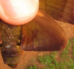 Oryba achemenides