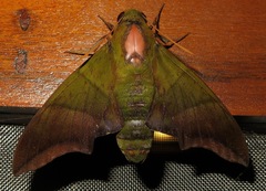 Oryba achemenides