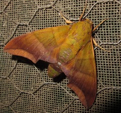 Oryba achemenides