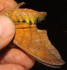 Oryba achemenides