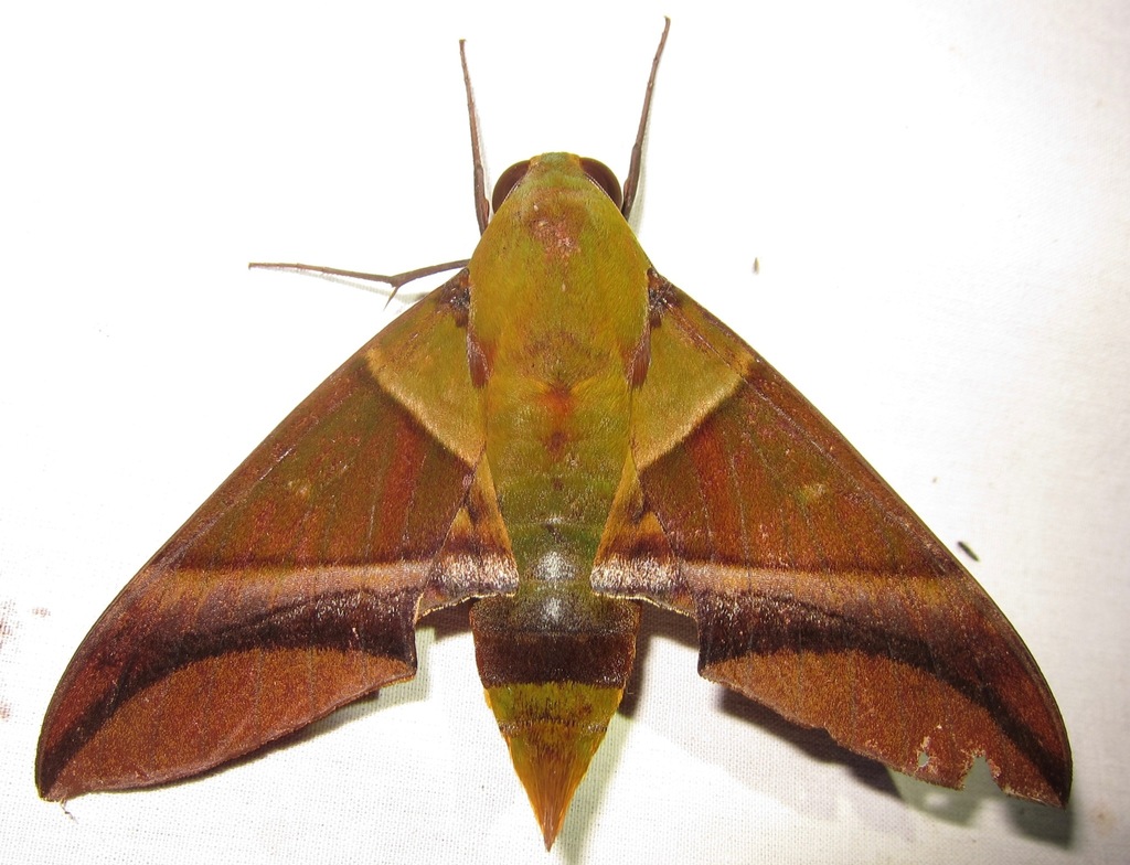 Oryba kadeni