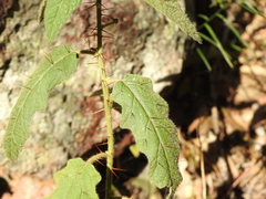 Solanum stelligerum