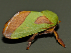 Latoia latistriga