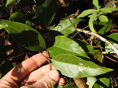 Celastrus subspicatus