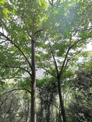 Sapindus mukorossi