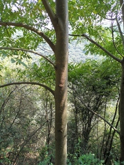 Sapindus mukorossi