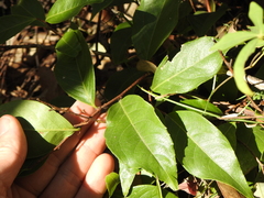 Celastrus subspicatus