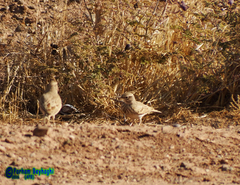 Galerida cristata