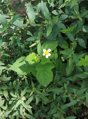 Bidens